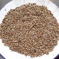 產地直銷100斤/袋苦蕎麥 釀酒苦蕎麥，燒酒蕎麥食品蕎麥 不包郵