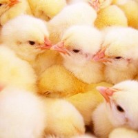 黃雞苗 廠家直供優(yōu)質適應性強三黃雞苗 批發(fā)存活率高三黃雞苗