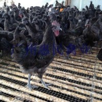廠家供應正宗良種黑鳳烏雞苗 黑鳳雞苗 特級優(yōu)質黑鳳雞種苗