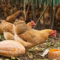 黃山土雞-竹林散養下蛋老母雞-現宰現發，順豐空運