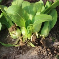 大量供應小白菜 天然種植 新鮮小白菜 綠色菜蔬 批發價格優惠