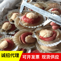 東港特產(chǎn)超大冷凍半殼貝冷凍半殼夏威夷貝 蒜蓉粉絲貝半殼夏貽貝