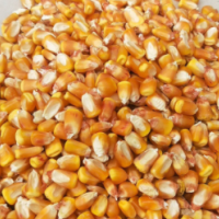 自然水風干玉米粒，雞鴨鵝專用玉米