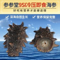 順豐煙臺(tái)冷壓即食海參鮮活海參開(kāi)袋即食廠(chǎng)家現(xiàn)貨批發(fā)代發(fā)家庭用