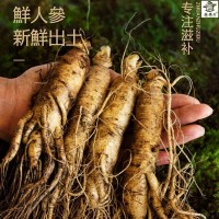 人參長(zhǎng)白山人參鮮人參鮮人參泡酒煲湯山參現(xiàn)挖帶土鮮參整支直發(fā)