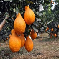 四川柑橘苗批發(fā)，不知火丑柑樹苗三年苗，柑橘苗批發(fā)