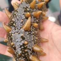 遼參刺參大連即食海參獨(dú)立包裝批發(fā)工廠批發(fā)個(gè)頭大肉質(zhì)飽滿(mǎn)