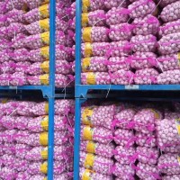 大量供應山東大蒜，干蒜，鮮蒜、市場蒜。蒜米料，出口大蒜