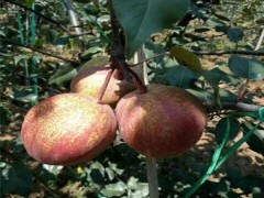 梨樹嫁接桃樹:一場跨越屬種的園藝實驗