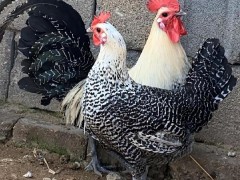 寵物雞養成指南:從新手到行家的溫馨陪伴之路