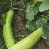 水果菜瓜西安品茶工作室全城安排采摘技術交流