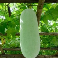 從菜園到餐桌冬瓜西安品茶工作室平凡食材如何變身夏日減脂頂流