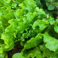 看似普通的蔬菜西安桑拿解鎖它們的營養吃出健康底氣